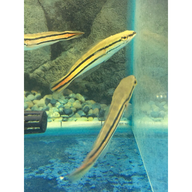 

STIKER DEKORASI ikan toman