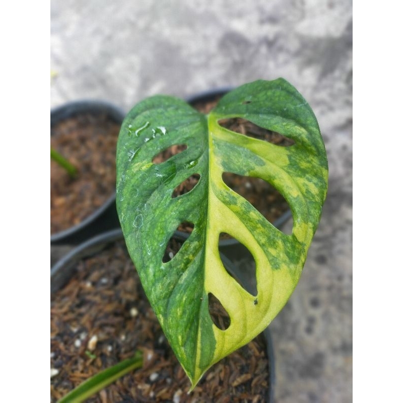 monstera adansonii jepang yellow variegata