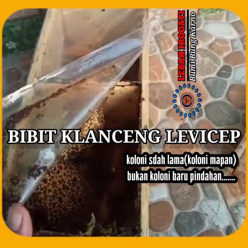 BIBIT KLANCENG LEVICEP