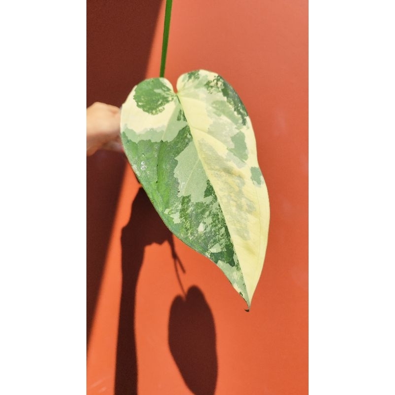 syngonium chiapense varigata B