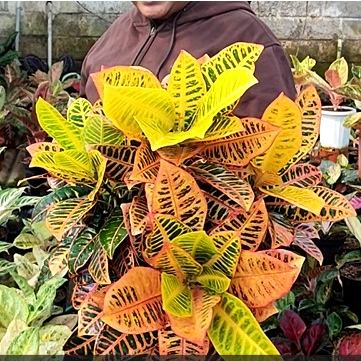 Puring Rimbun Proton