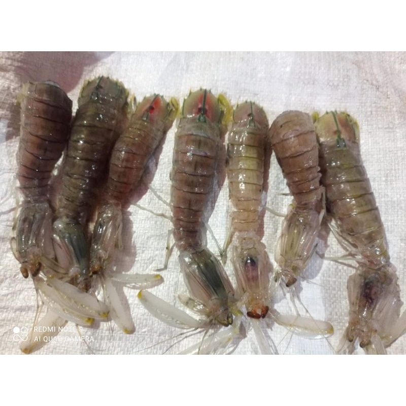 

udang Ronggeng mantis pletak