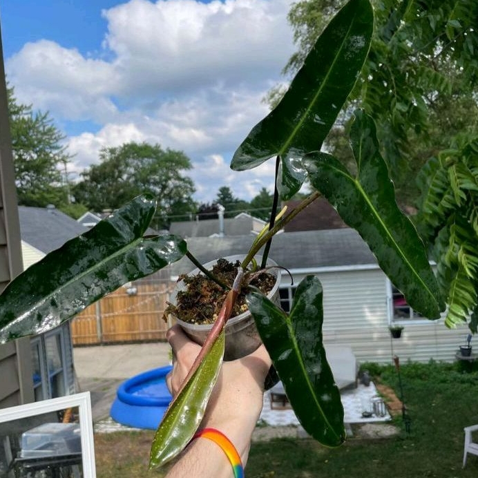 Philodendro Atabaponse X Billitiae