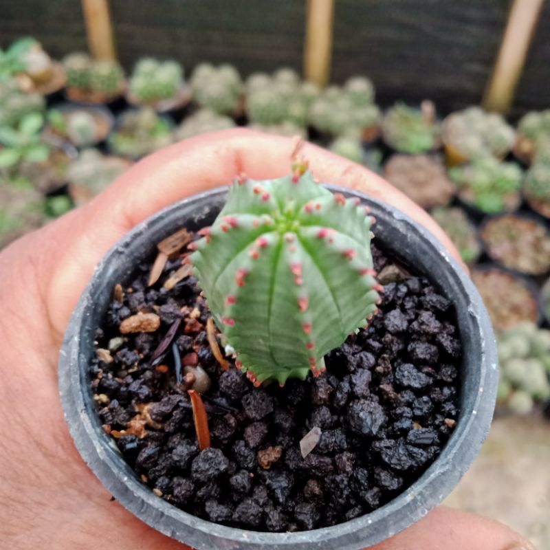 tanaman hias euphorbia globosa