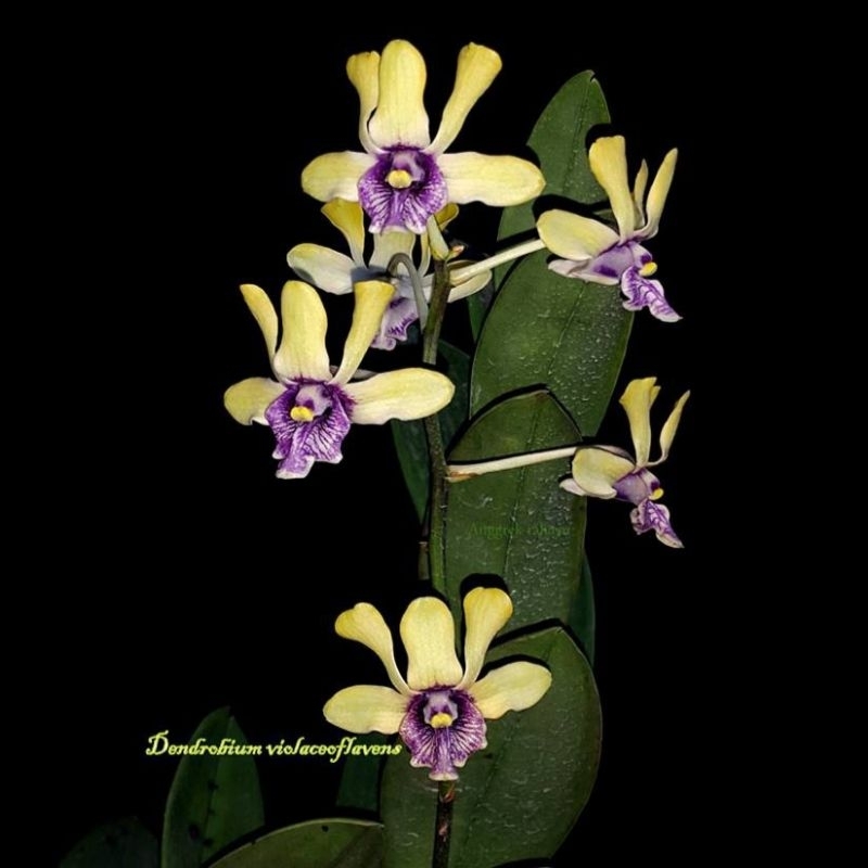 Dendrobium Violaceoflavens (Anggrek Besi)