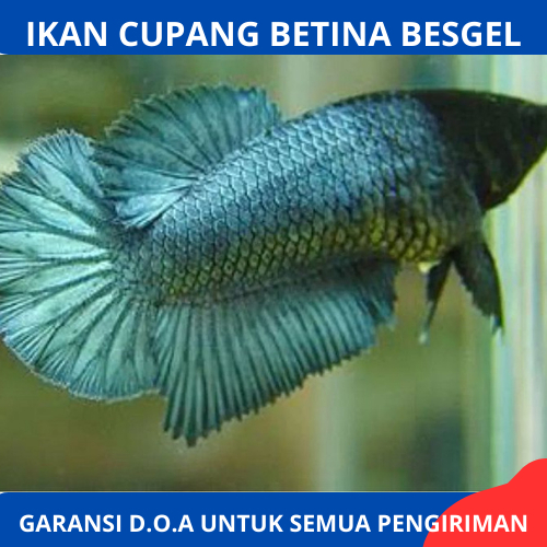 Promo Cupang Betina besgel Full Telur Murah