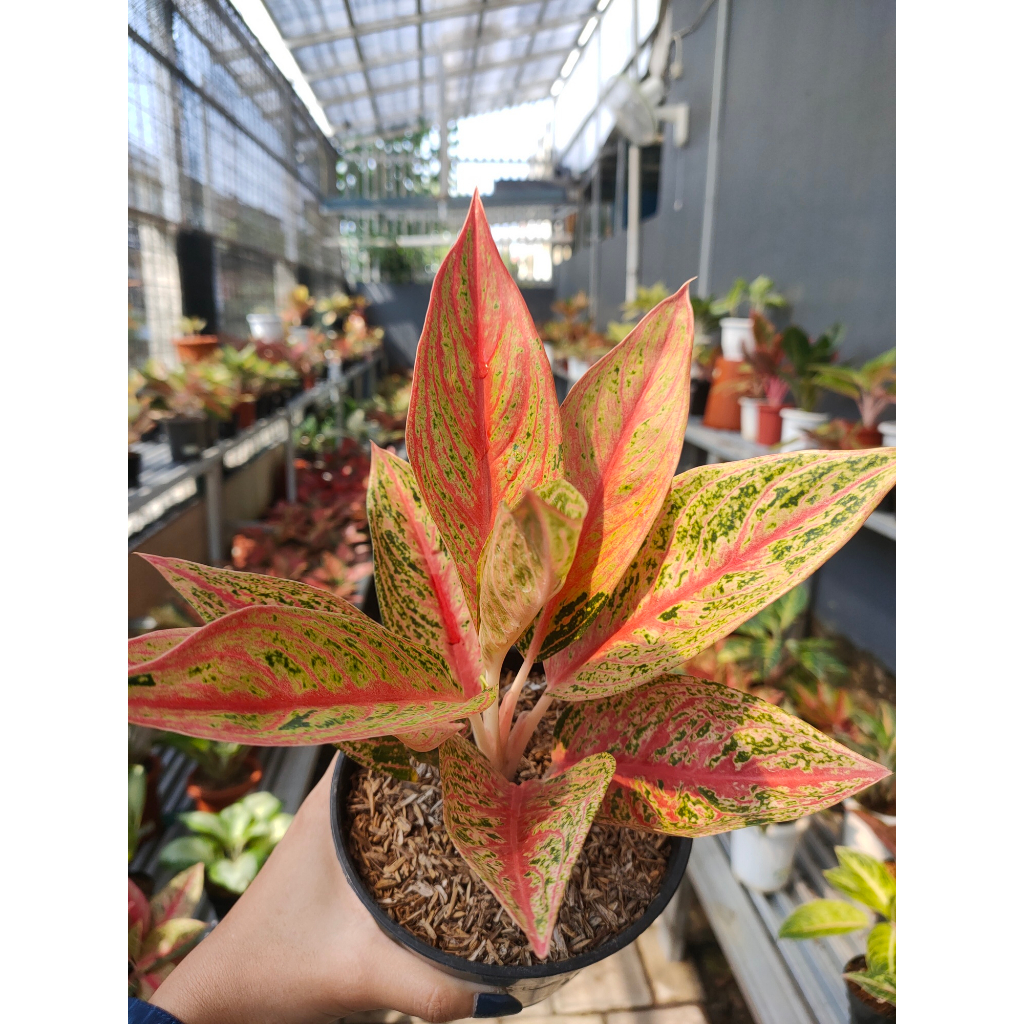 Aglaonema Red Legacy