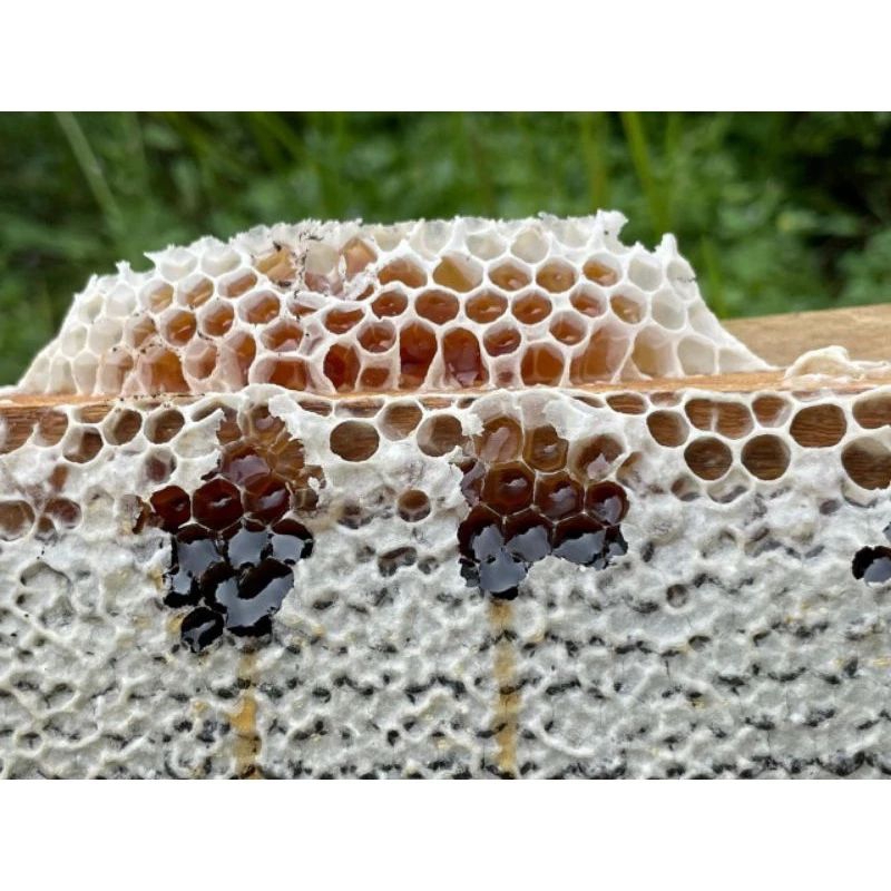 

Madu Multiflora Sumatra 100% madu Murni