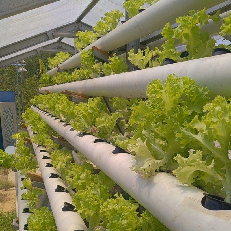 

Selada Hijau Hidroponik Fresh Super