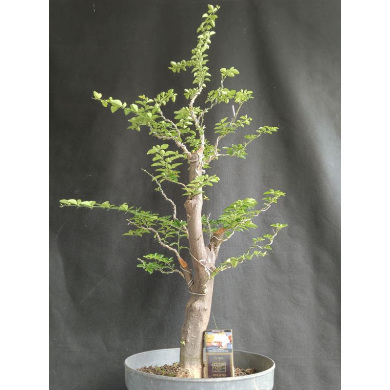 BONSAI JERUK KINGKIT