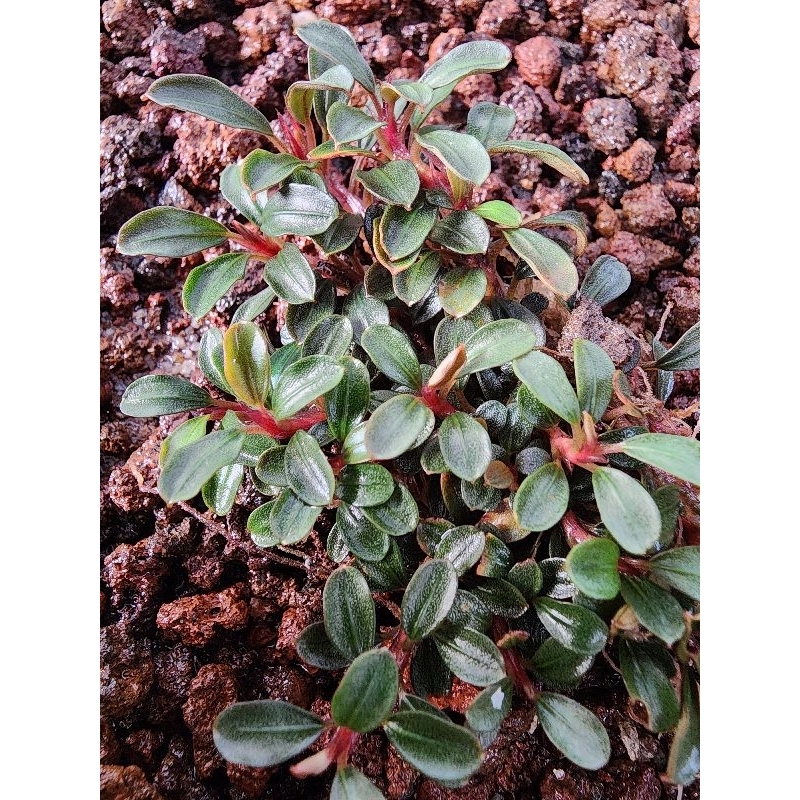 Bucephalandra sp. Brownie Phoenix
