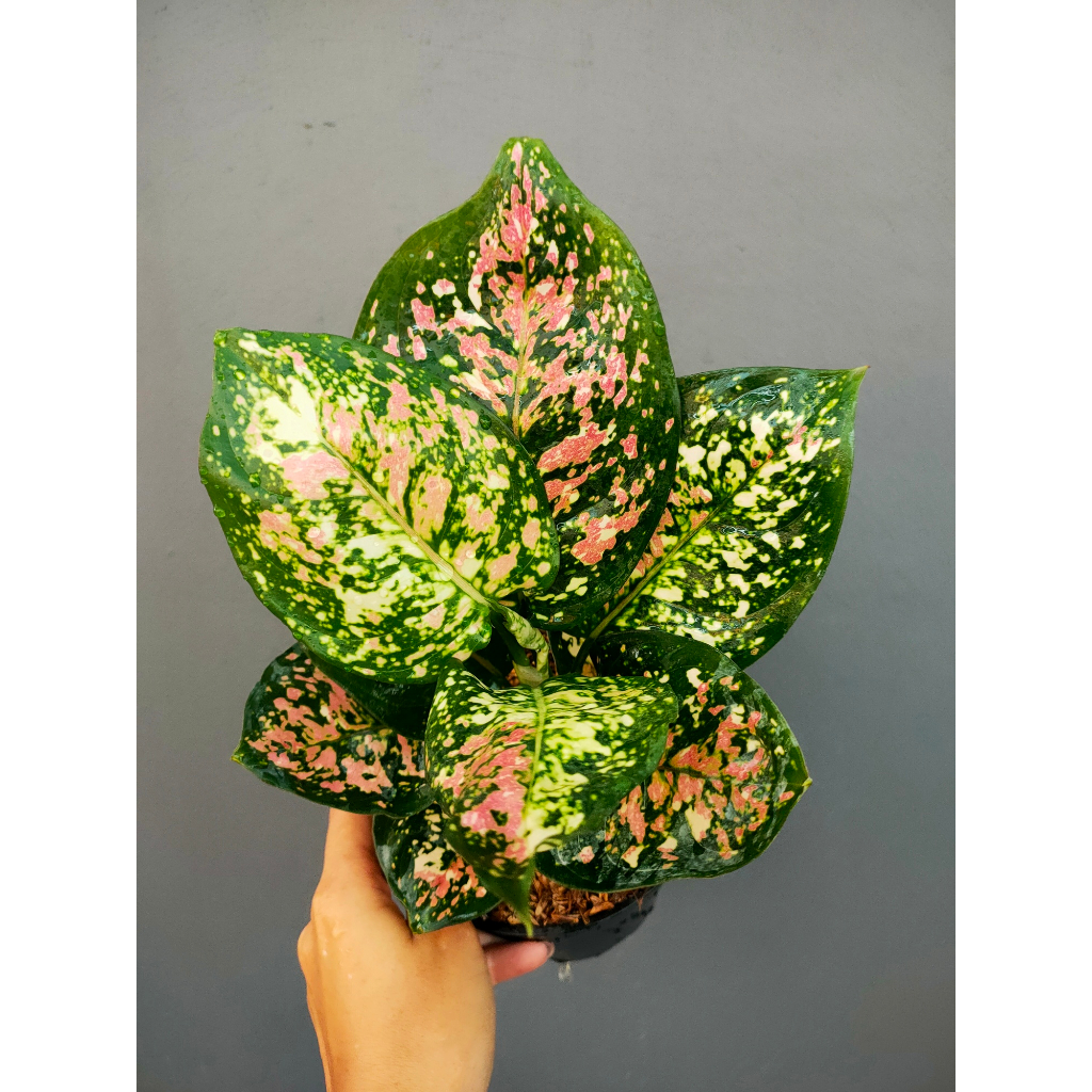 Aglaonema Tricolor