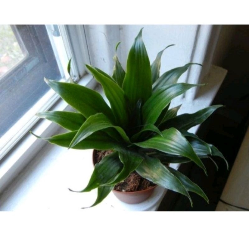 TERBARU DRACAENA JANET CRAIG / COMPACTA GREEN / DRACENA HIJAU BIBIT TANAMAN HIAS