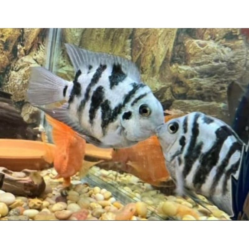 Sepasang/Pair Indukan Proven Ikan Blue Polar/Parrot sudah termasuk boxfoam