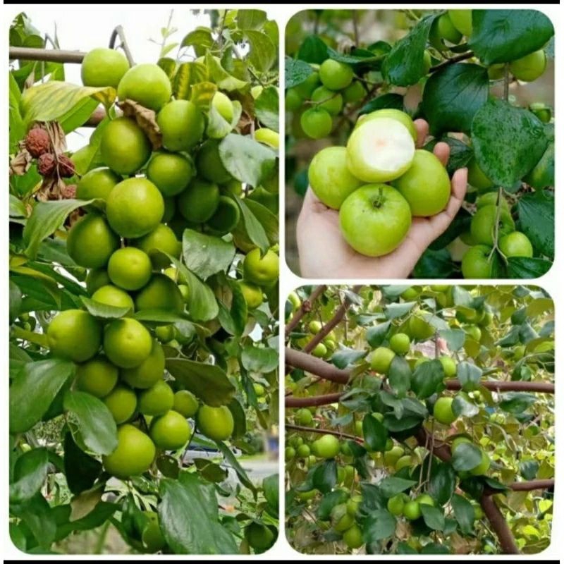 bibit buah apel futsa India/Bidara