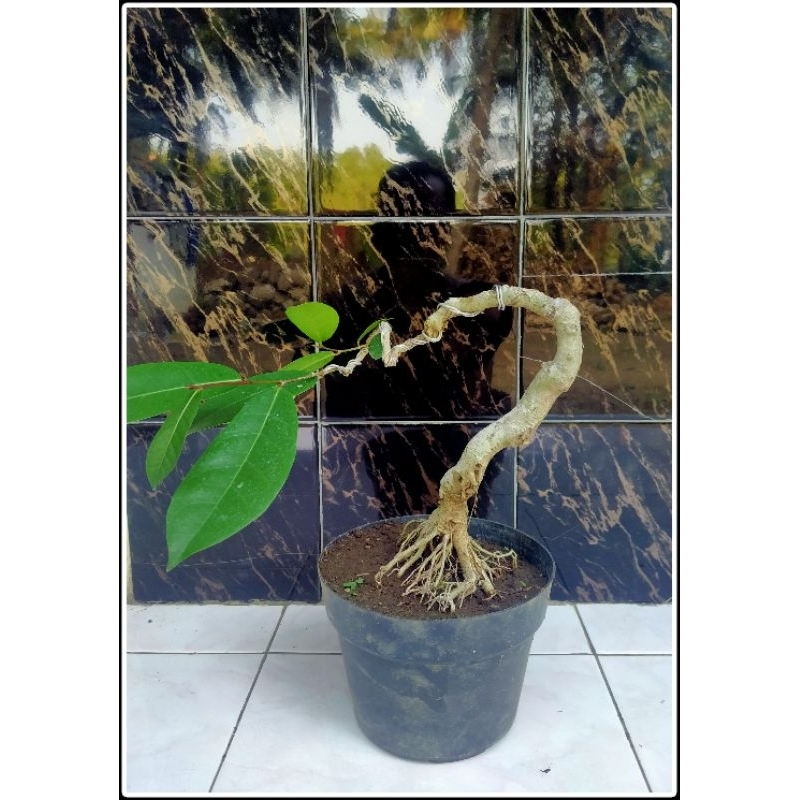 bahan bonsai ampelas putih sesuai gambar