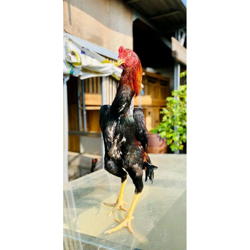 OSHAMO JAPAN LINE TANAKA FERTIL