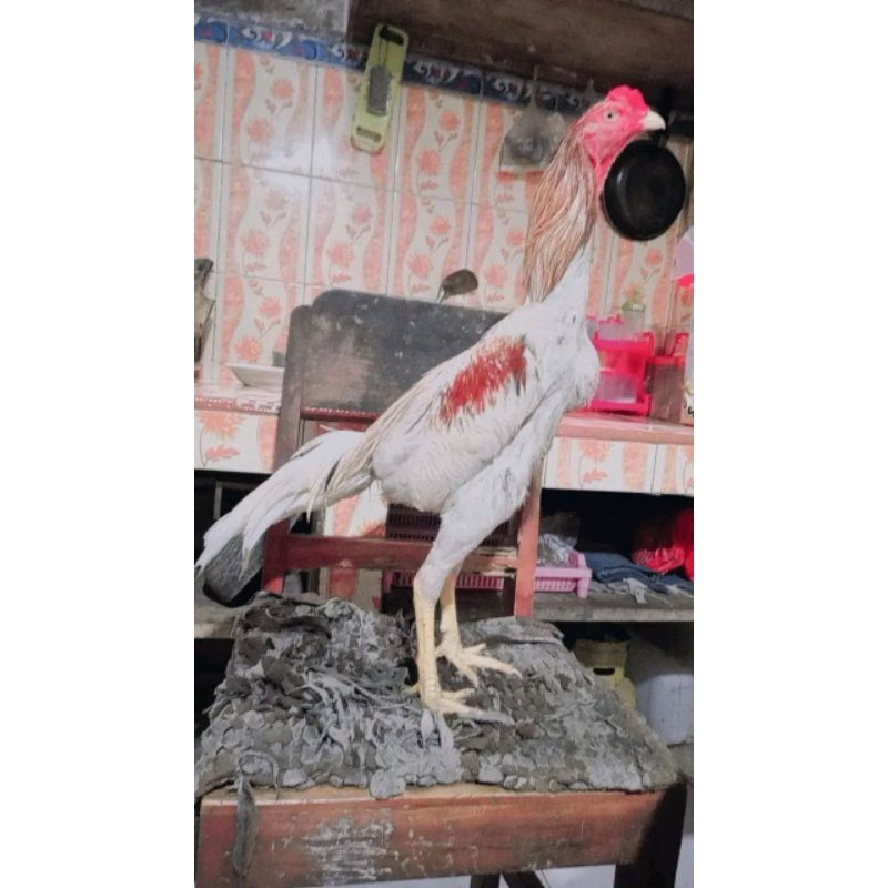 FGFG56846 TELUR TETAS PLUCKER ORI 564568