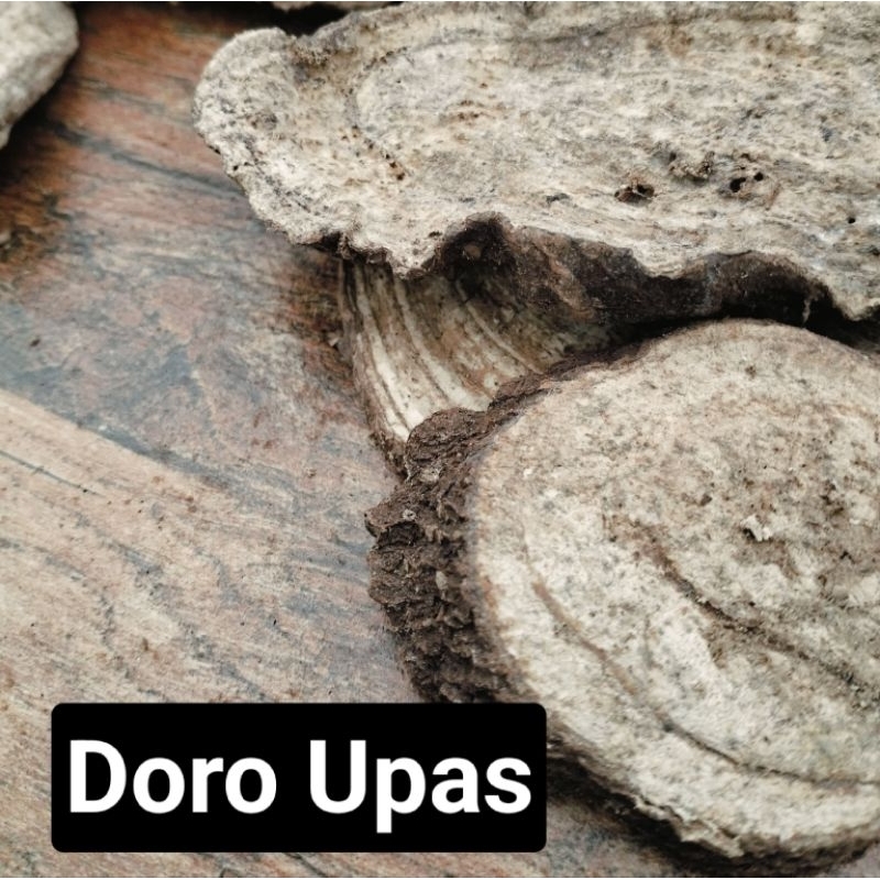 

Doro Upas/Bidara Upas Kering