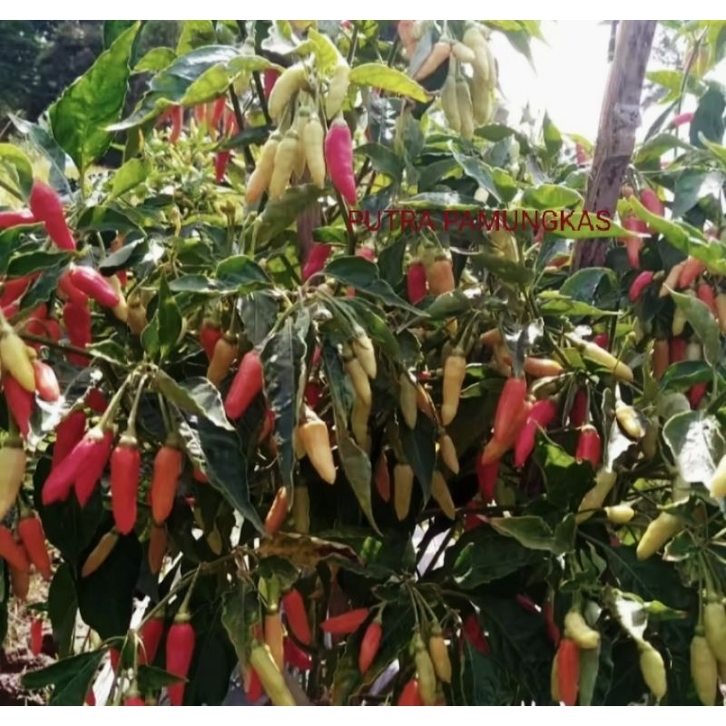50 biji BENIH CABAI RAWIT UNGGUL BENIH CABAI RAWIT ORIRAME F1 BENIH CABAI RAWIT SUPER PEDAS
