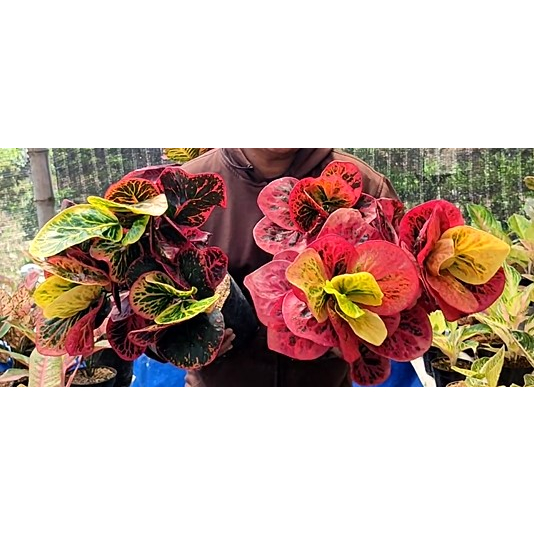 Puring Rimbun Apel Busarin Warna Cerah