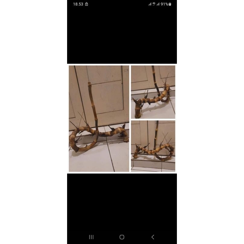 BAMBU UNIK//LANGKA//JARANG//