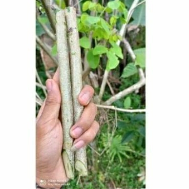 Bibit mimba,bibit stek pohon mimba isi 5 batang