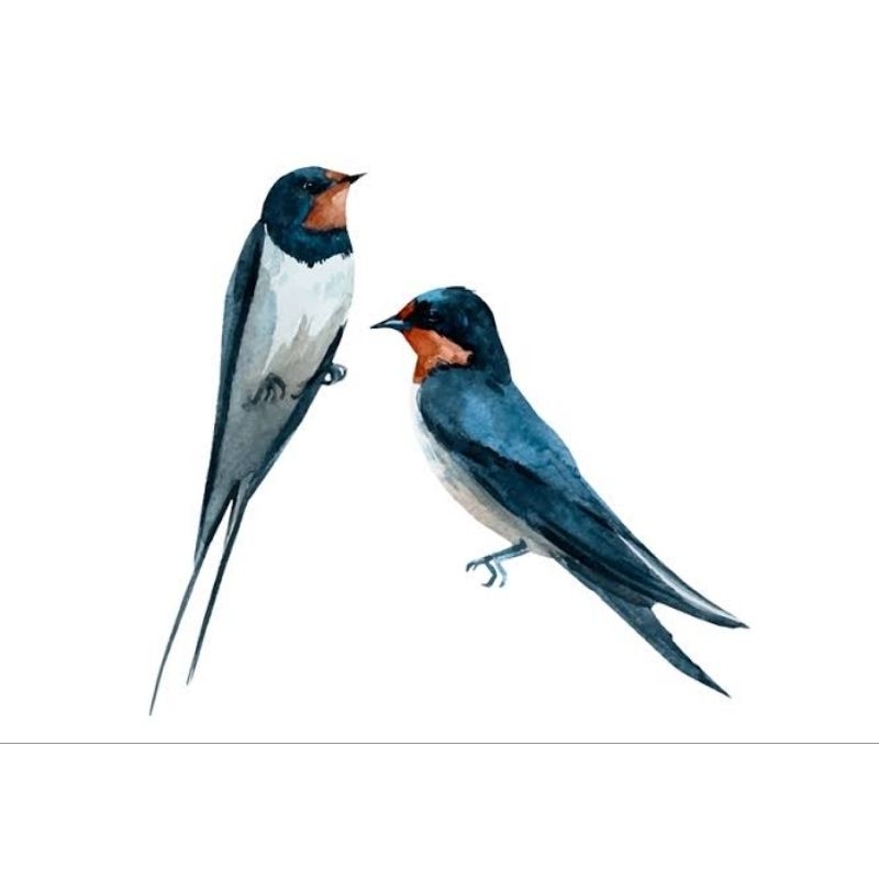 PAKET SUARA WALET PANGGIL INAP SUARA WALET SUPER RESPON HIGH QUALITY