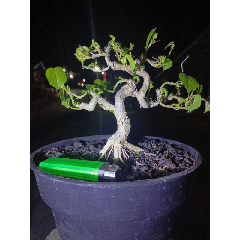 WAR1 Bahan Bonsai Waru Taiwan Prokar