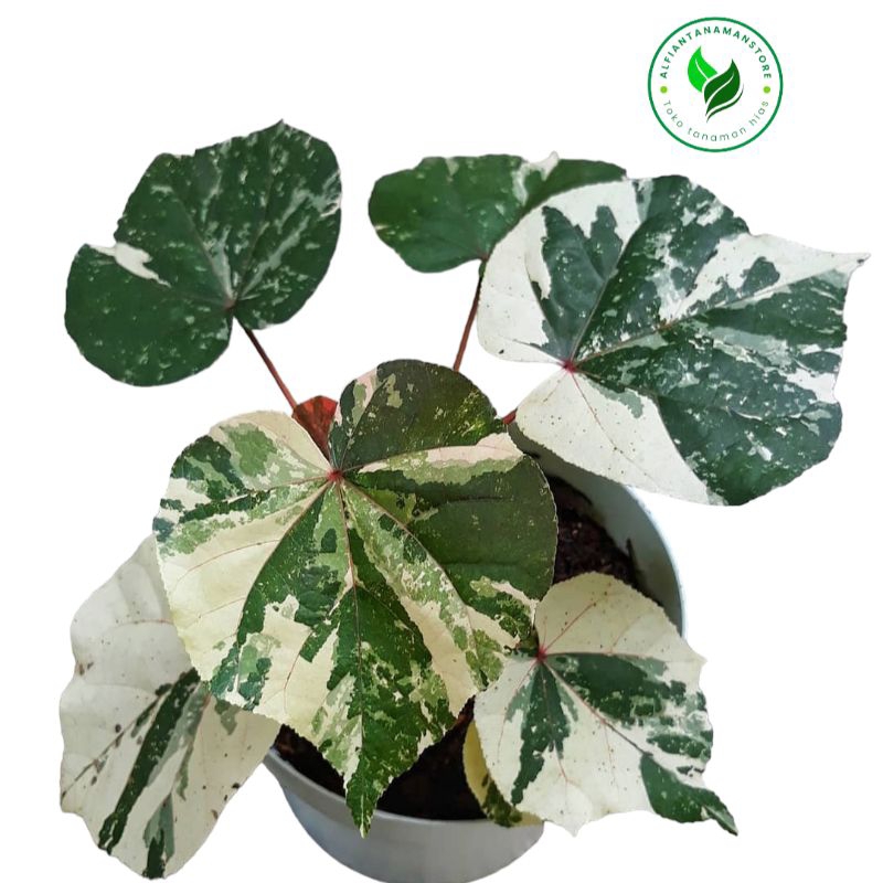 [BISA COD] Tanaman Hias Pohon Waru Variegata - Pohon Waru Variegata