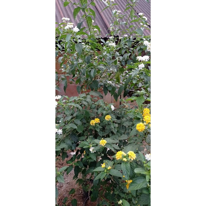 Stek bunga lantana/stek lantana bahan bonsai/bunga lantana hias/putih merah kuning