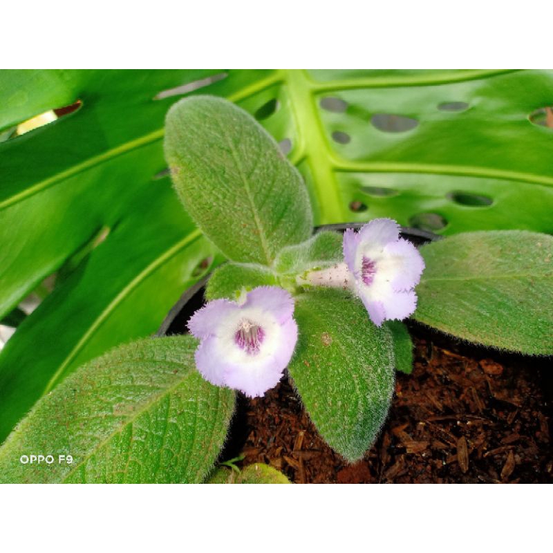 episcia blue heven