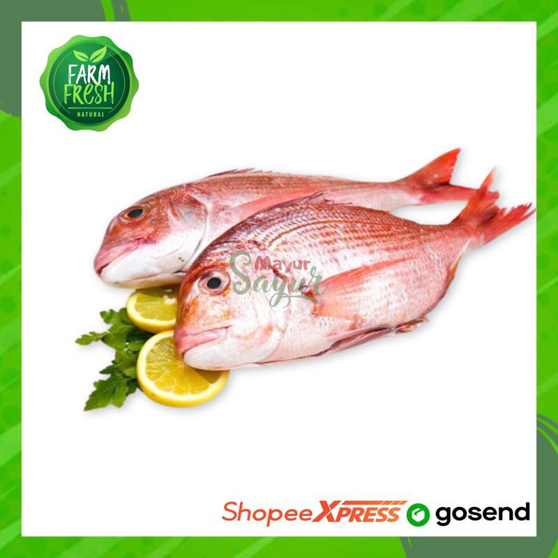 

KIRIM INSTAN Ikan Kakap Merah Segar