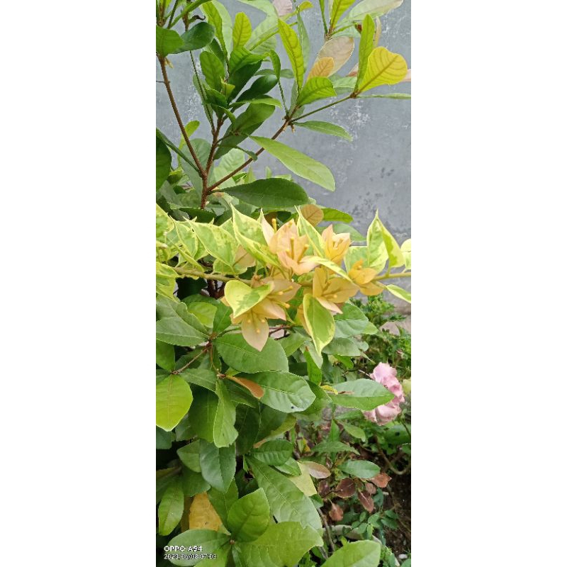 bougenville sgp kuning daun varigata