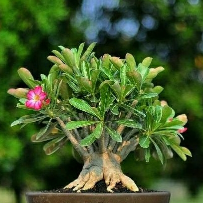 bibit bahan bonsai ademium bonggol besar kamboja jepang