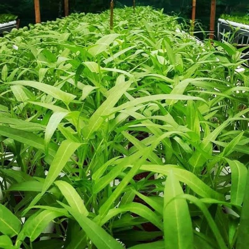 Benih Kangkung SUPER BIBIT KANGKUNG BENIH KANGKUNG