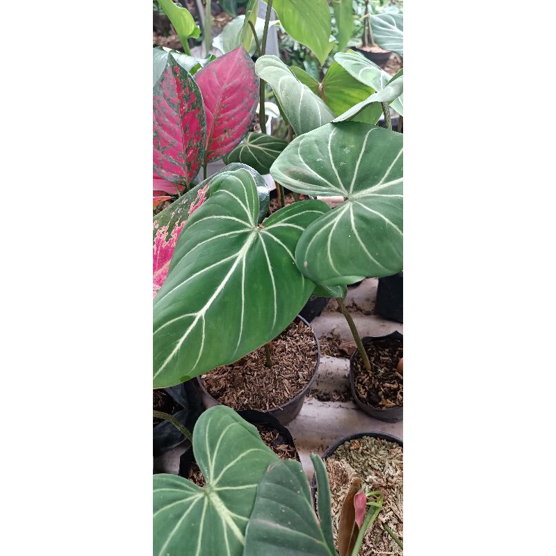 philodendron gloriosum white vein