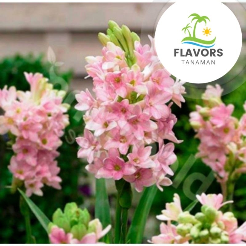 TERLARIS TANAMAN HIAS POHON SEDAP MALAM PINK - BUNGA SEDAP. MALAM