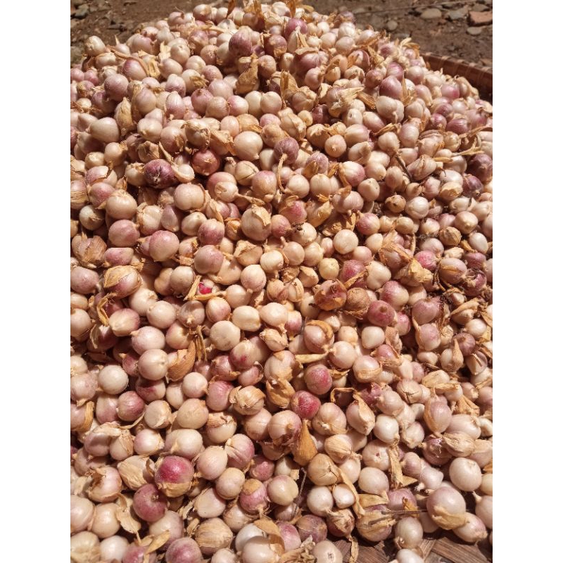 

Rempah kapolaga / palawija