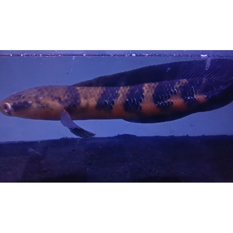 red barito 15cm kualitas kontes