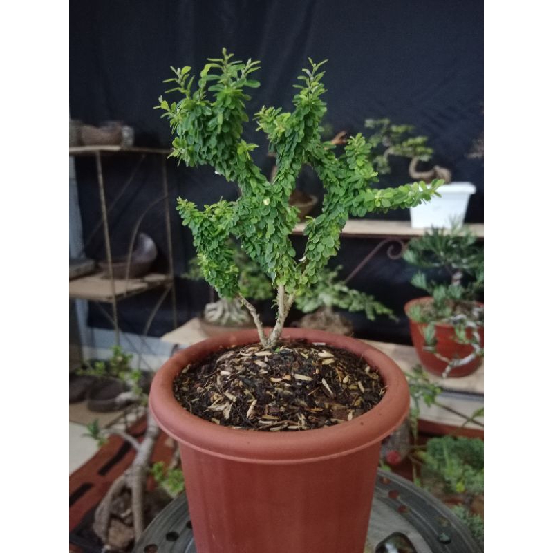 Saeng simbur super mikro thailand