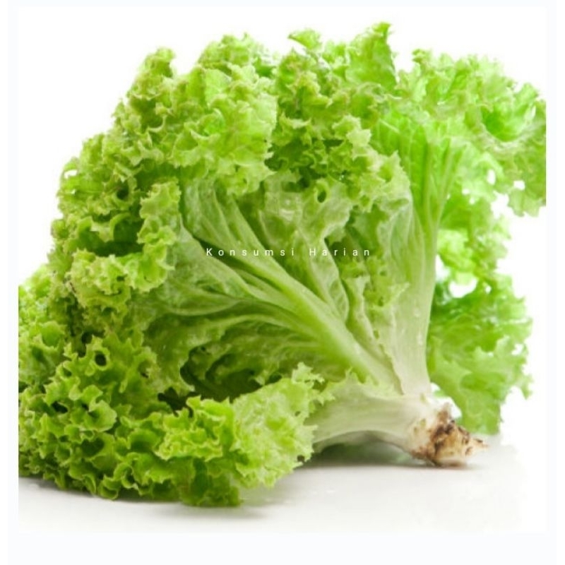 

Selada Keriting / Curly Lettuce 250gram