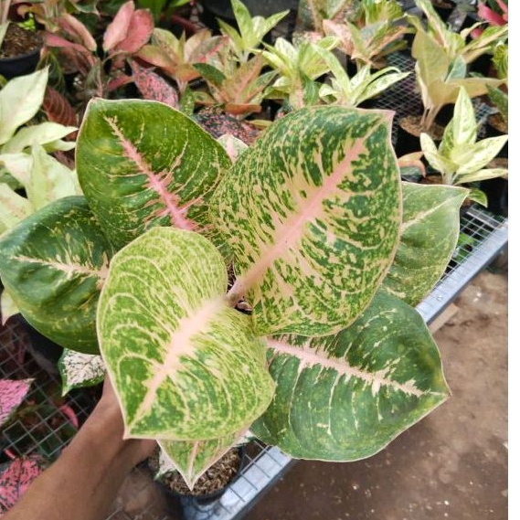 Aglonema Harley Queen