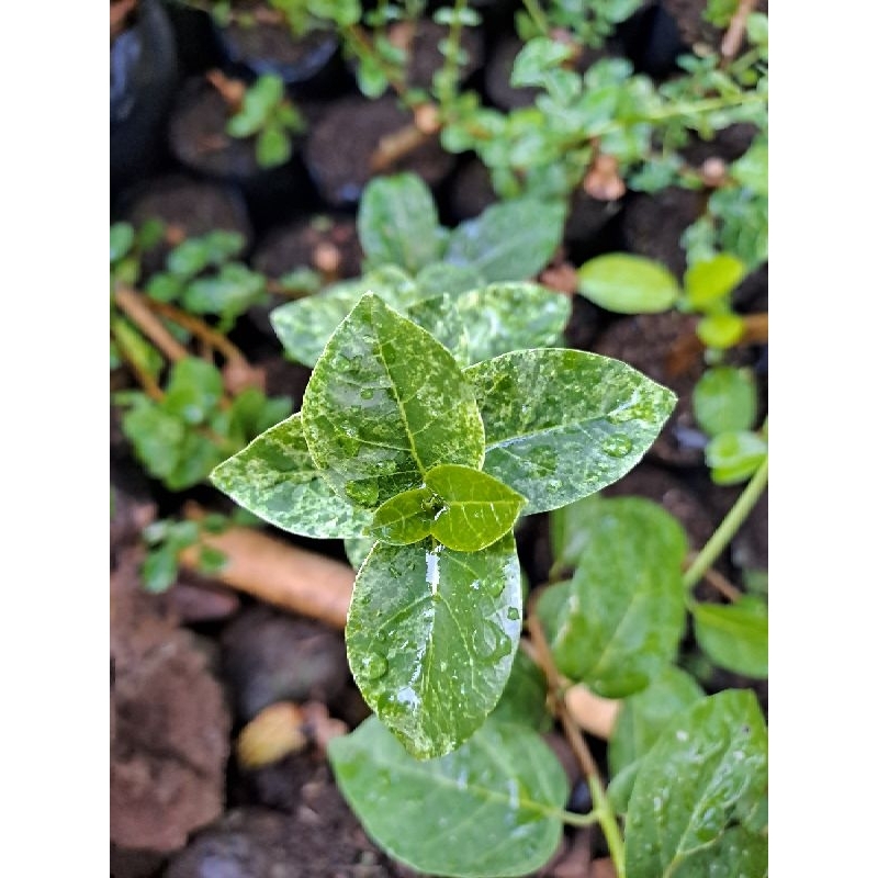 bahan bonsai sancang varigata