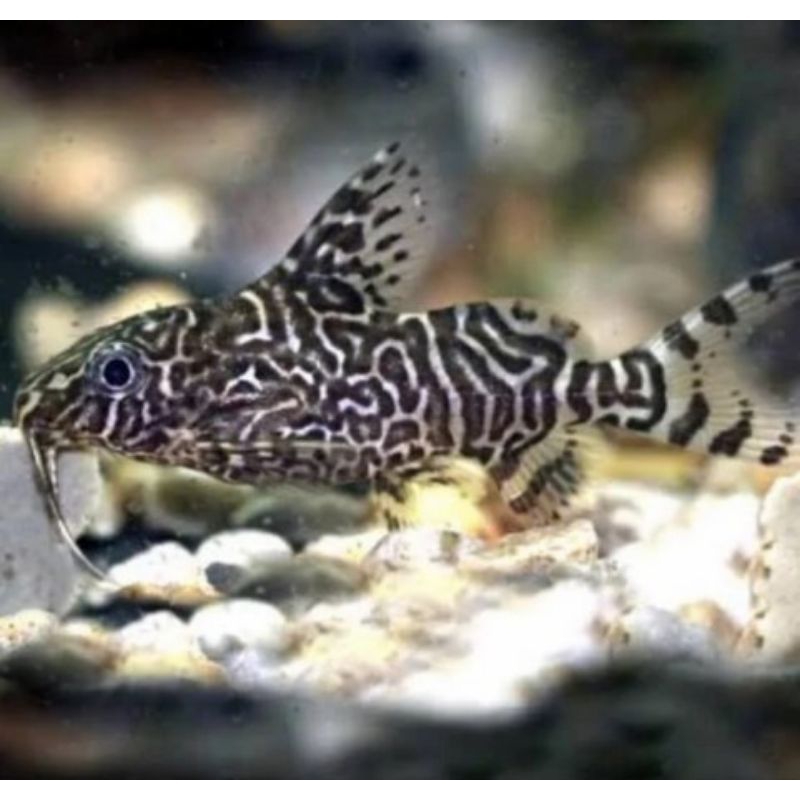 Ikan Hias Synodontis Size 5-6cm untuk aquarium Aquascape kolam pemakan lumut alga