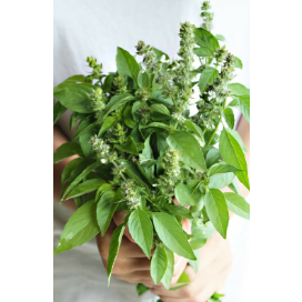 Benih / Bibit / Biji - Kemangi Super Kualitas Unggulan Jawara - LOKAL - 100+ Biiji