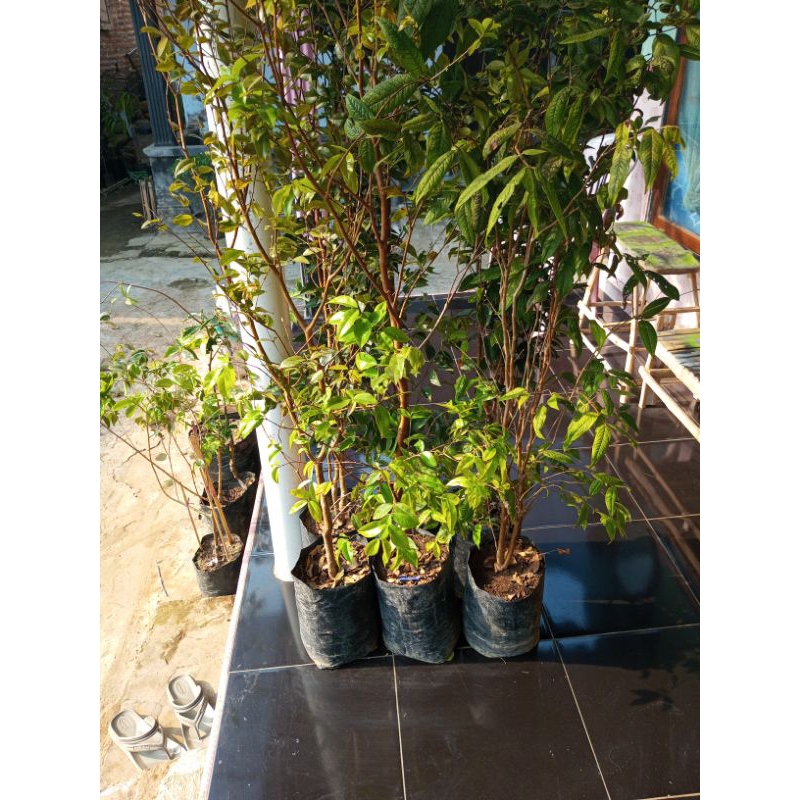 

anggur Brazil white jabo