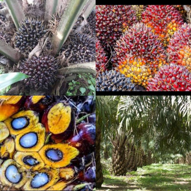 Biji sawit unggul  PT. Perkebunan nusantara