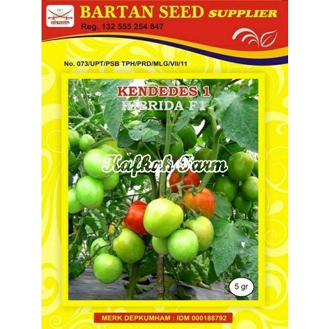 Benih 10 Biji Tomat KENDEDES F1