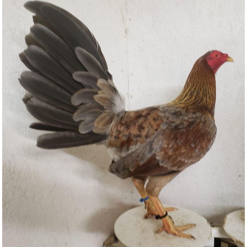 

Jual Telur Ayam Ak30 Paket 5 Butir